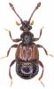 Brachygluta sp.